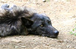 kleine zwarte wolf leeft in de dierentuin foto