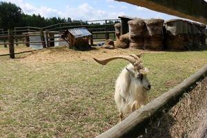 stro op een collectieve boerderij voor veevoer foto