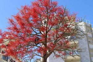 kroon van een hoge boom in een stadspark foto