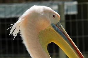 grote witte pelikaan aan de kust foto