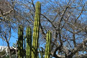 een grote en stekelige cactus groeit in een stadspark foto