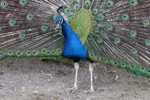 pauw leeft in een dierentuin in israël foto