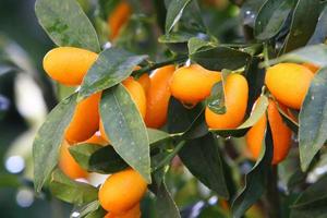 rijke oogst van citrusvruchten in de collectieve boerderijtuin foto