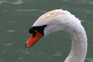 witte zwaan op het meer foto
