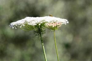 wilde wortelen op een open plek in het bos foto