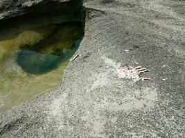 gat in grijze rots op strand en water in Puerto Rico met dode krab foto