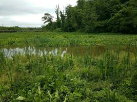 groene planten met water in wetland of moeras foto