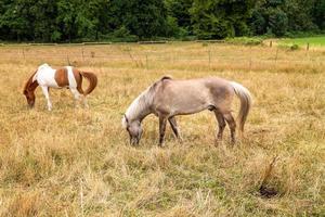 paard in het veld met hek foto