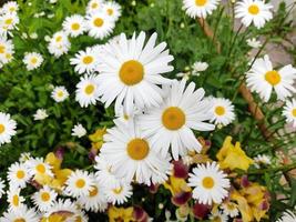 tuin margrieten op een groene achtergrond. madeliefjes in de zomer bij zonnig weer. foto