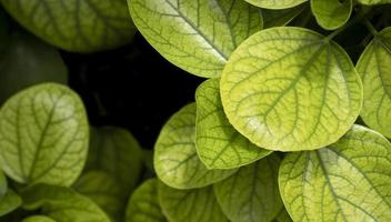 close-up en hoge hoekmening van veel groene Hawaiiaanse hibiscusbladeren groeien op een donkere achtergrond foto