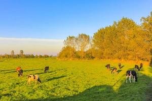 Noord-Duitse landbouwgebied met koeien natuur landschap panorama duitsland. foto