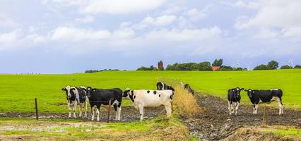 Noord-Duitse landbouwgebied met koeien natuur landschap panorama duitsland. foto