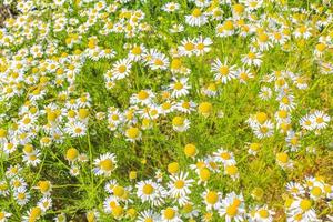 gele witte kleurrijke kamille bloemen op groene weide veld duitsland. foto