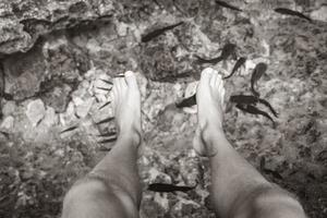 vissen bijten voeten in het water cenote tajma ha mexico. foto