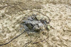 waddenzee getijdengebieden kust stenen rotsen waterkiekendief zand duitsland. foto