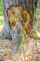 gezaagd gegeten boomstronk en hout op bosbodem Duitsland. foto