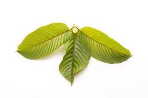 vers mitragyna speciosa blad of kratom boom. studio-opname geïsoleerd op wit foto