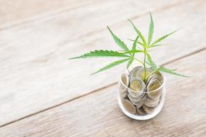 bladgroen vers van marihuanaboom in muntpot op houten plankachtergrond, groei en investeringsconcept foto