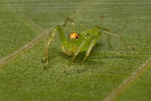 volwassen vrouwelijke doorschijnende groene springspin foto