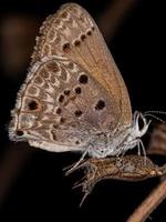 volwassen cramer scrub hairstreak vlinder foto