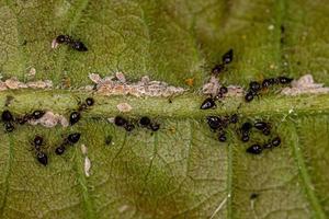 volwassen vrouwelijke gevleugelde cocktailmieren met kleine wolluisinsecten foto