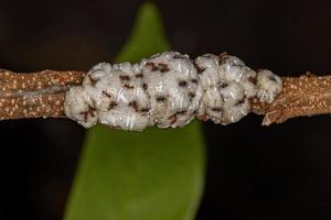 volwassen hogere myrmicine mieren foto