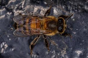 volwassen vrouwelijke westerse honingbij foto