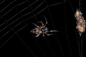 kleine trashline orbweaver spider foto