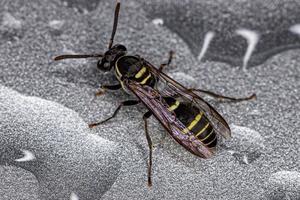 geel-gestreepte polybia wesp foto