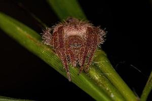 vrouwelijke volwassen typische orbweaver foto