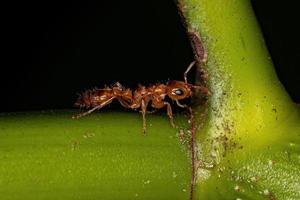 volwassen vrouwelijke takje mier foto