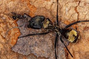 vrouwelijke volwassen glinsterende gouden suikermier foto