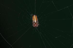 typische orbweaver-spin foto