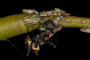 vrouwelijke volwassen glinsterende gouden suikermier met aetalionid treehopper nimfen foto