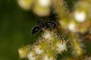 volwassen vrouwelijke timmerman mier foto