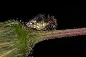 volwassen mier-nabootsende treehopper foto