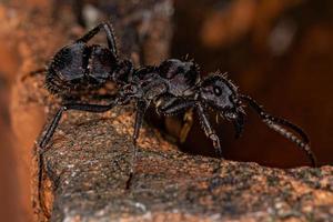 volwassen vrouwelijke ectatommine mier foto