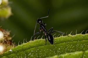 volwassen vrouwelijke timmerman mier foto