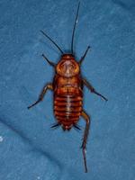 Amerikaanse kakkerlak nimf foto