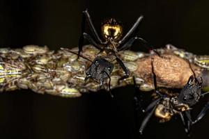 vrouwelijke volwassen glinsterende gouden suikermier met aetalionid treehopper nimfen foto