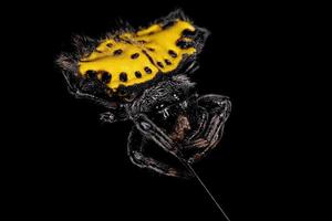 volwassen spinybacked orbweaver foto