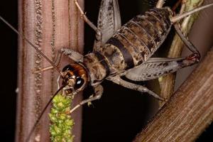 klein veld cricket foto