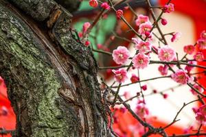 kersenbloesembloei op tak in hanazono jinja-schrijn in shinjuku, tokyo, kanto-regio, japan foto