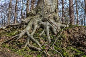 een oude boomstam in een Europese boslandschapsomgeving foto