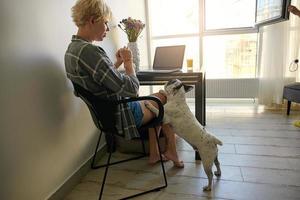 jonge freelancer vrouw in vrijetijdskleding die pauze maakt tijdens het werken vanuit huis met behulp van laptop, zittend aan de tafel naast het raam, schattige franse bulldog smekend om lekkernijen foto