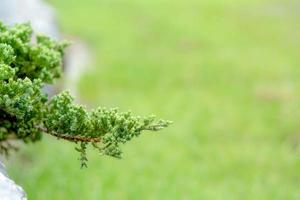 groen bladerenpatroon van kruipende jeneverbes of juniperus horizontalis moench, bladvervaging getextureerd, natuurachtergrond foto