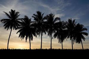 silhouet van kokospalmen in een mooie avond foto