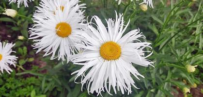 tuin margrieten op een groene achtergrond. madeliefjes in de zomer bij zonnig weer. foto