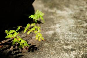 varens plant gowing op betonnen vloer met zonlicht in de tuin foto