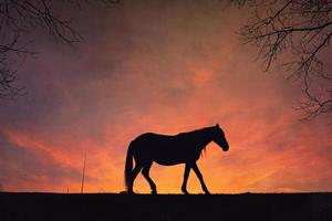 paardensilhouet met een prachtige zonsondergang op de achtergrond foto